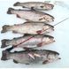 Вудка Salmo Diamond Perch Tele 50см (433-01)